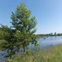 У лесного озера :: Veera V