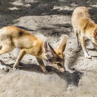 Фенек :: SanSan 