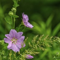 Лесные цветы :: Сергей Цветков