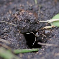 Муравей у норки... :: Андрей Катков