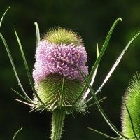 Ворсянка зацвела :: Людмила Смородинская Ворсянка зацвела :: Людмила Смородинская