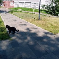 Хозяин. :: Владимир Драгунский