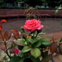 После дождя. :: Татьяна Помогалова После дождя. :: Татьяна Помогалова