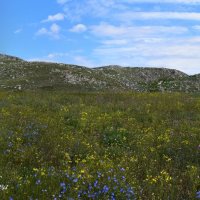 Природа Крыма :: Amazing Cosmea