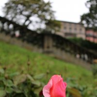 В парках Эдинбурга :: Ольга В парках Эдинбурга :: Ольга