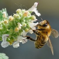Макро мир вокруг нас... :: Николай Саржанов