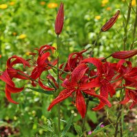 Огненные "тигрицы" :: Светлана Огненные "тигрицы" :: Светлана