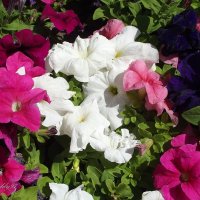 Петунии :: Freddy 97
