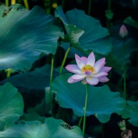 Время лотосов :: Дмитрий 