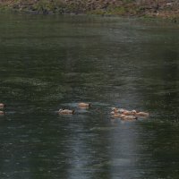 *** :: Наталья Покацкая