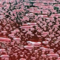 Капли................................................... :: Владимир Павлов