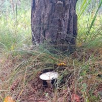 В лесу шампиньончик . :: Мила Бовкун В лесу шампиньончик . :: Мила Бовкун