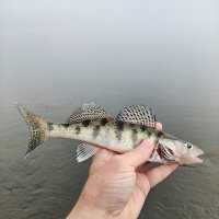 Красавец Бёрш :: Валерий Судачок