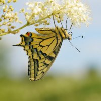 Махаонище :: Станислав С.