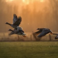 Гуси белолобые. На зимовке в Германии :: Игорь Геттингер (Igor Hettinger)