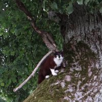 Кот :: Антонина Гугаева Кот :: Антонина Гугаева