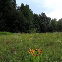 Лето :: Антонина Гугаева