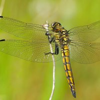 вчерашние стрекозки 4 :: Александр Прокудин