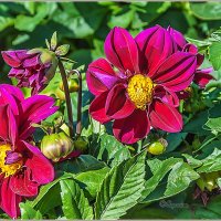 Про цветы... :: Aquarius - Сергей