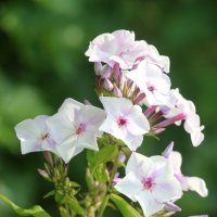 Ну а лето продолжается... :: Наталья Герасимова Ну а лето продолжается... :: Наталья Герасимова