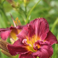 Ну а лето продолжается... :: Наталья Герасимова Ну а лето продолжается... :: Наталья Герасимова