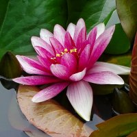 Водяная лилия. :: Милешкин Владимир Алексеевич Водяная лилия. :: Милешкин Владимир Алексеевич