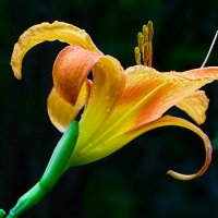 Городская лилия. :: Милешкин Владимир Алексеевич 