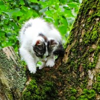 Котёнок быстро заскочил на дерево, а спрыгнуть боится. :: Милешкин Владимир Алексеевич Котёнок быстро заскочил на дерево, а спрыгнуть боится. :: Милешкин Владимир Алексеевич