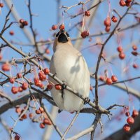 Свиристель :: Виктор Иванович Чернюк Свиристель :: Виктор Иванович Чернюк