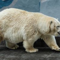 Белый :: SanSan 