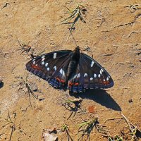 Июль...Бабочка -траурница на речном песке! :: Владимир Июль...Бабочка -траурница на речном песке! :: Владимир