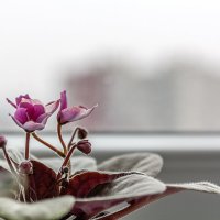 Пионерский :: Дмитрий 