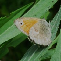 лесное :: Елена Шаламова