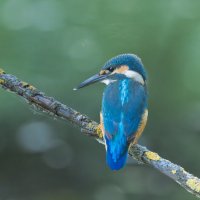 зимородок. :: юрий макаров