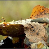 ***Высоковато... :: Aleksandr Gal