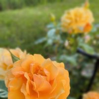 Королева в золотом. :: Ольга 