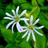 Две звезды. :: VasiLina *