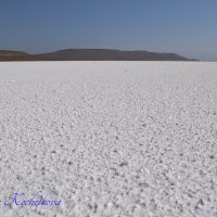 Природа Крыма :: Amazing Cosmea