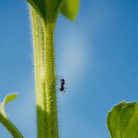 *** :: Николай Чекалин