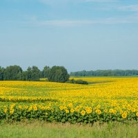 *** :: Николай Чекалин