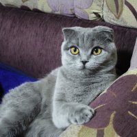 Катюша позирует :: Марсель Валеев