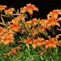 Лилейник :: Рита Симонова