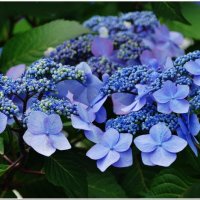 ЭТЮД... :: Elvira E. ЭТЮД... :: Elvira E.