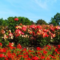 Розы ко Дню святой равноапостальной Ольги! :: Aida10 Розы ко Дню святой равноапостальной Ольги! :: Aida10