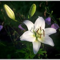 Лилия белоснежная :: Владимир Попов