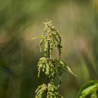 Крапива :: Александр Леонов Крапива :: Александр Леонов