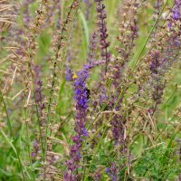 Июльские травы :: Татьяна Машошина