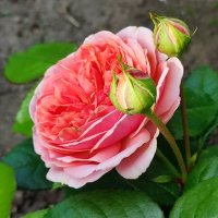 Роза :: Валентина Богатко 