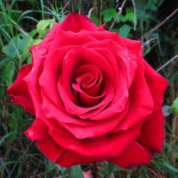 Королева цветов :: Андрей Снегерёв Королева цветов :: Андрей Снегерёв