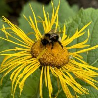 Дела медовые :: Анна Камс Дела медовые :: Анна Камс